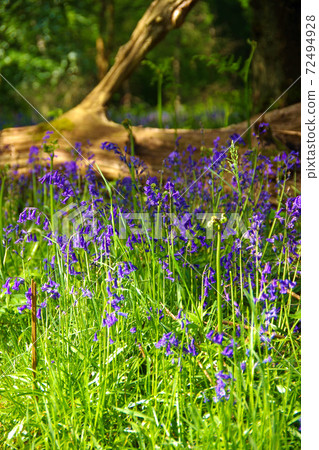 風信子森林英格蘭紫色花英語風信子 照片素材 圖片 圖庫