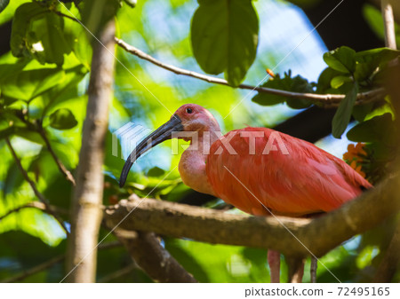 Beautiful bird in Bali Island Indonesia Beautiful bird in Bali Island Indonesia 72495165