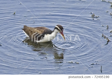 Juvenile Wattled Jacana, Jacana jacana 72495190