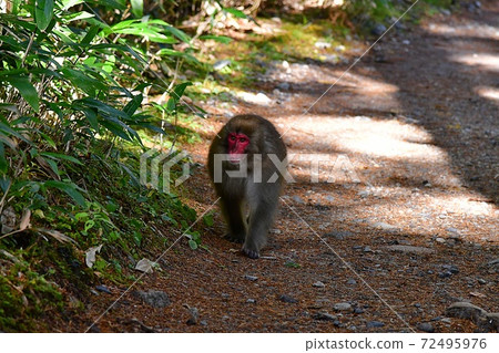 Encounter with natural animals-Monkeys in Kamikochi- Encounter with natural animals-Monkeys in Kamikochi- 72495976