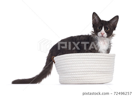 Choc with white LaPerm cat on white background Choc with white LaPerm cat on white background 72496257