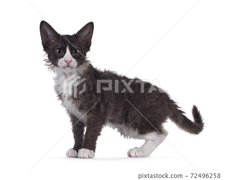 Choc with white LaPerm cat on white background Choc with white LaPerm cat on white background 72496258