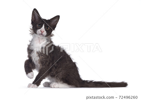 Choc with white LaPerm cat on white background Choc with white LaPerm cat on white background 72496260