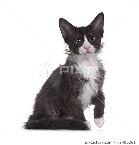 Choc with white LaPerm cat on white background Choc with white LaPerm cat on white background 72496261