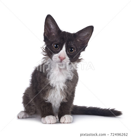 Choc with white LaPerm cat on white background 72496262