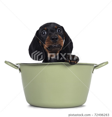 Dachshund teckel dog pup on white Dachshund teckel dog pup on white 72496263