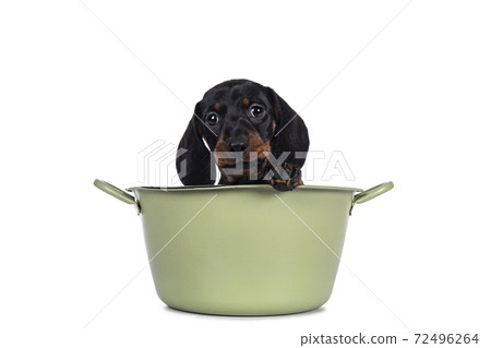 Dachshund teckel dog pup on white Dachshund teckel dog pup on white 72496264
