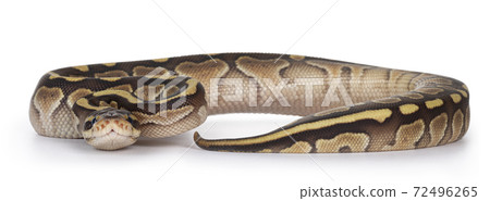 Butter Ballpython on white background Butter Ballpython on white background 72496265