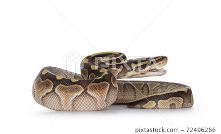 Butter Ballpython on white background Butter Ballpython on white background 72496266