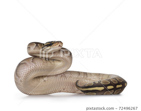 Butter Ballpython on white background 72496267