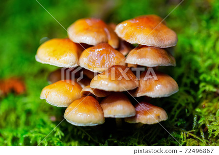 Macro Image of Canadian Nature 72496867