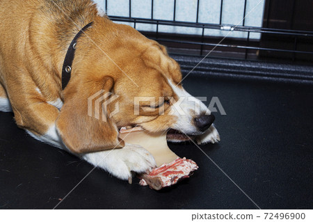 A young Beagle nibbles a real bone with meat. A young Beagle nibbles a real bone with meat. 72496900