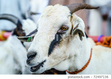 Goat market in Nizwa Goat market in Nizwa 72497136