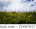 Spring flower field and blue sky. Clouds 72497417
