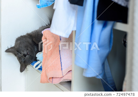 The head of a sleeping cat hangs from a shelf with towels of an open cabinet The head of a sleeping cat hangs from a shelf with towels of an open cabinet 72497478