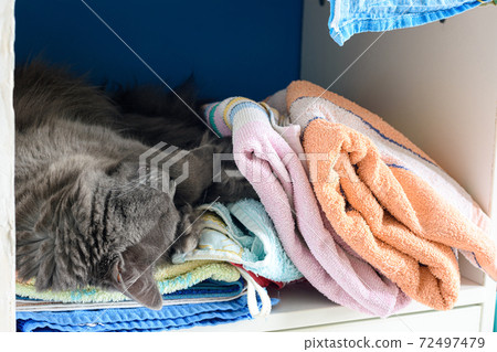 The cat sleeps in the closet on the shelf with things The cat sleeps in the closet on the shelf with things 72497479