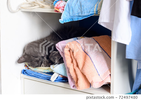 Sleeping cat on a shelf in a closet Sleeping cat on a shelf in a closet 72497480