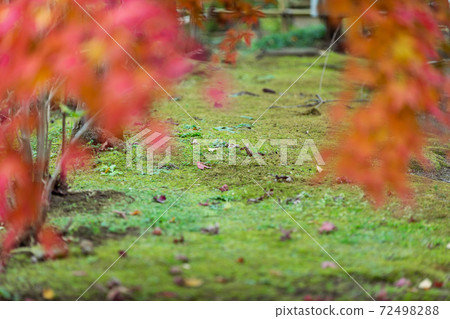 日本千葉縣松戶市11月的秋葉 日本千葉縣松戶市11月的秋葉 72498288