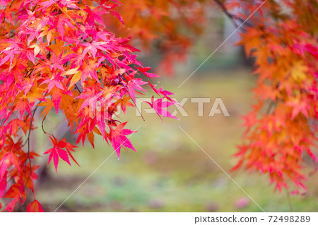 日本千葉縣松戶市11月的秋葉 日本千葉縣松戶市11月的秋葉 72498289