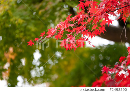 日本千葉縣松戶市11月的秋葉 72498290