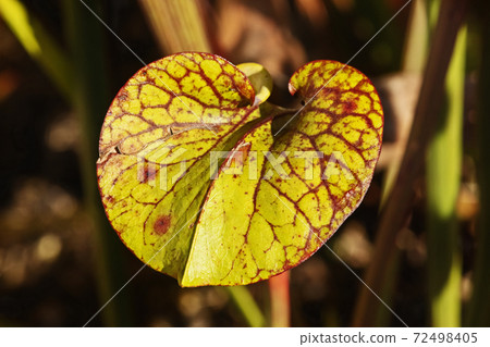 Pitcher plant detail Pitcher plant detail 72498405