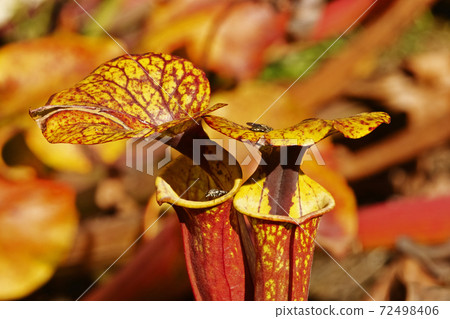 Pitcher plants Pitcher plants 72498406