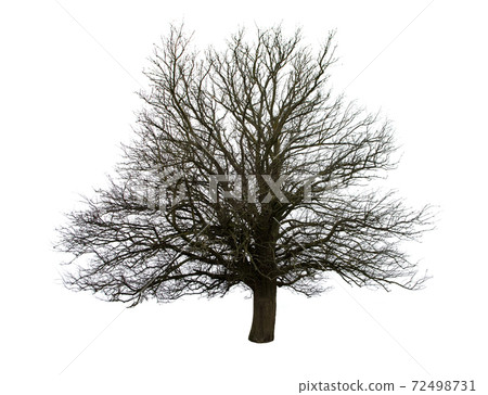 tree isolated 72498731
