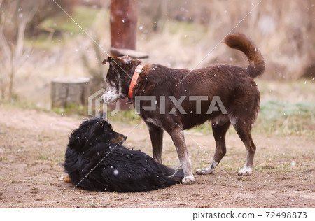 Two friendly dogs outdoors 72498873