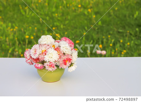 Marguerite daisy flowers in ceramic vase on the wooden bench outdoors. Marguerite daisy flowers in ceramic vase on the wooden bench outdoors. 72498897