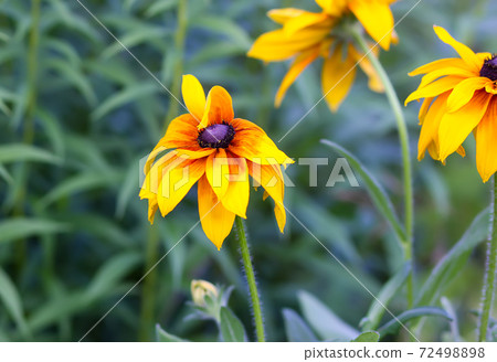 Bright yellow rudbeckia or Black Eyed Susan flowers in the garden Bright yellow rudbeckia or Black Eyed Susan flowers in the garden 72498898