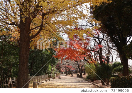 Asukayama Park Autumn leaves scenery Asukayama Park Autumn leaves scenery 72499006