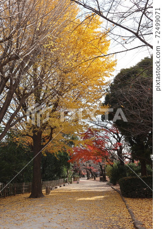 Asukayama Park Autumn leaves scenery 72499071
