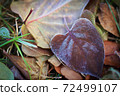 Frozen leaves in cold season textured nature background 72499107