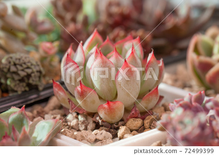 Succulent plant Echeveria Mexensis Zaragoza on nature background Succulent plant Echeveria Mexensis Zaragoza on nature background 72499399