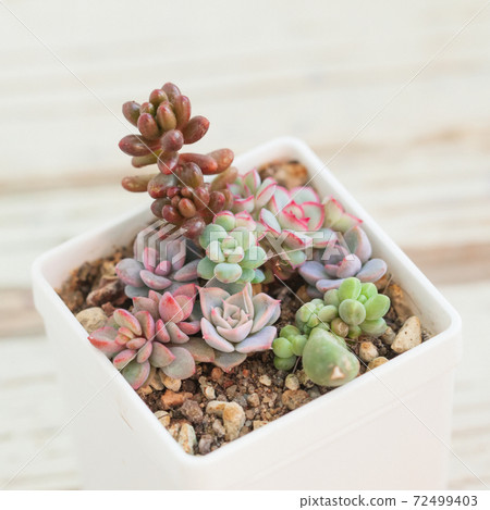 Beautiful little rare succulents on white blurred background Beautiful little rare succulents on white blurred background 72499403