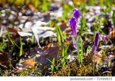 purple crocus flowers in spring. beautiful nature scenery on a sunny day 72499655