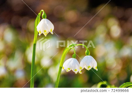 tender summer snowflake flower close up. beautiful nature background in springtime on a sunny weather tender summer snowflake flower close up. beautiful nature background in springtime on a sunny weather 72499666