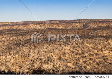 Many black burned tree after a big wild fire Many black burned tree after a big wild fire 72500741