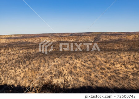 Many black burned tree after a big wild fire 72500742