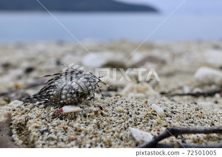 在shell美大島海岸上沖上岸的貝殼 72501005
