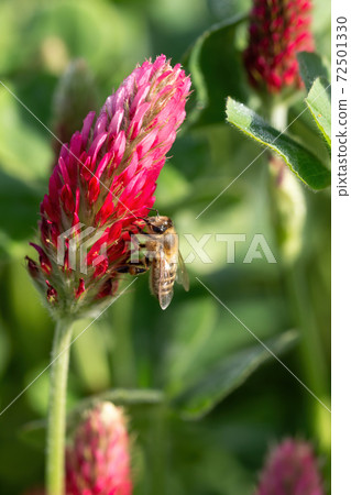 Red crimson clover blossom in the spring sunlight. (Trifolium incarnatum). Selective focus 72501330