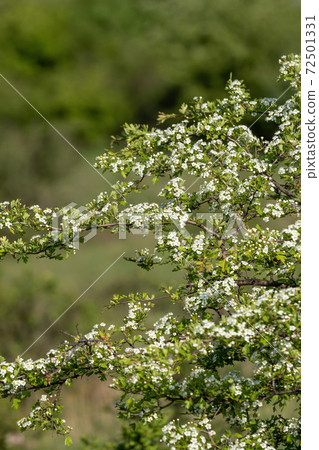 Flowers of Hawthorn bush (Crataegus monogyna) Flowers of Hawthorn bush (Crataegus monogyna) 72501331