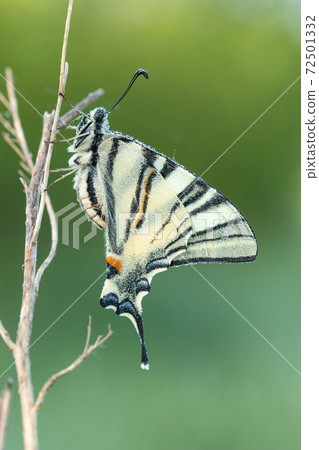 Old World swallowtail macro picture at the morning with dew drops Old World swallowtail macro picture at the morning with dew drops 72501332
