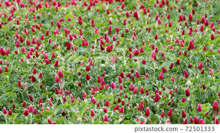 Springtime in a cloudy day in a red clover field 72501333
