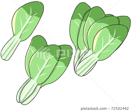 Bok-choy Bok-choy 72502492