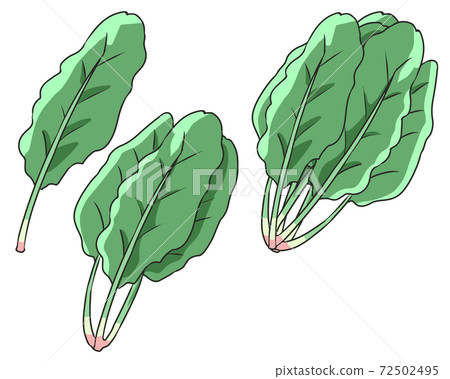 spinach spinach 72502495