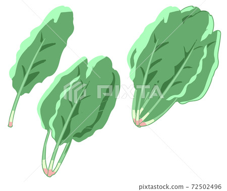 Spinach (no line) Spinach (no line) 72502496