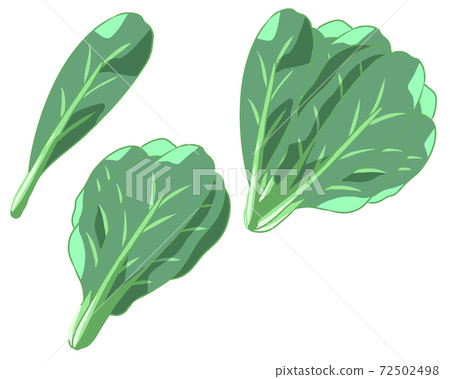 Japanese mustard spinach (no line) Japanese mustard spinach (no line) 72502498