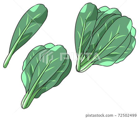 Komatsuna Komatsuna 72502499