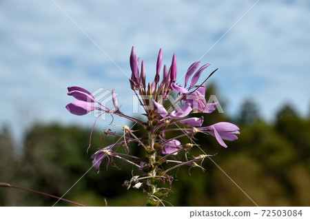 Creome flowers Creome flowers 72503084